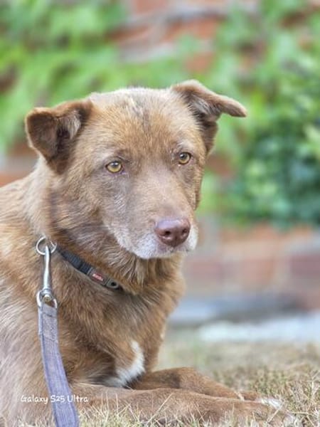 Nala  sanfte Hündin sucht ihr ruhiges Zuhause
