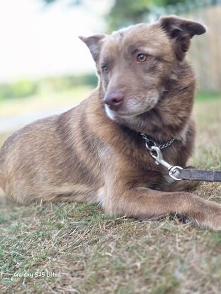 Nala  sanfte Hündin sucht ihr ruhiges Zuhause