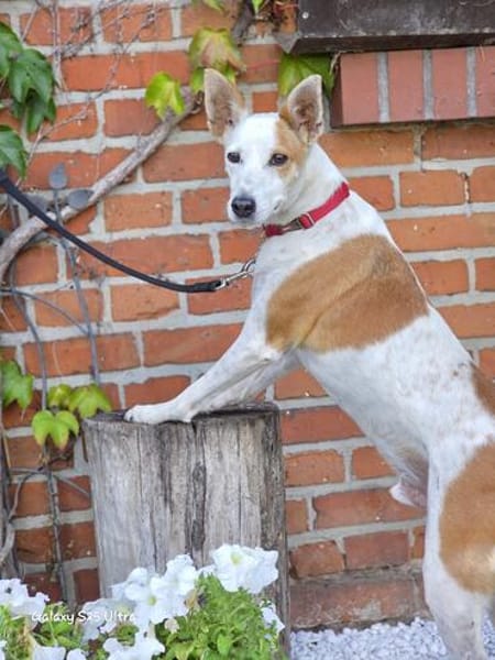Harley sucht sein Für-immer-Zuhause