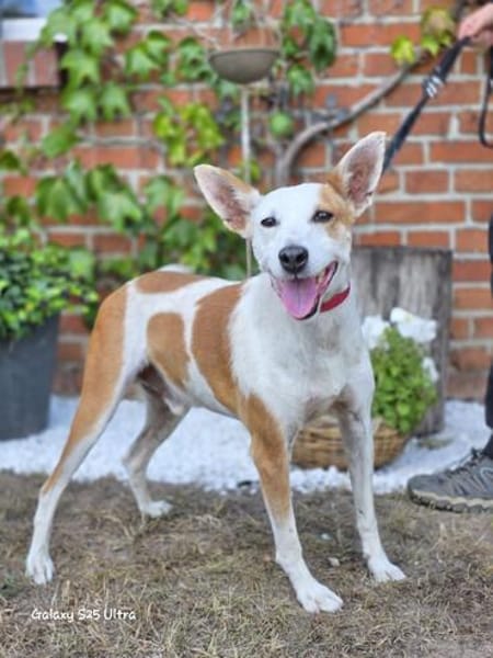 Harley sucht sein Für-immer-Zuhause