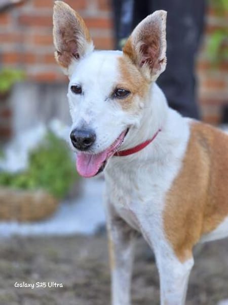 Harley sucht sein Für-immer-Zuhause
