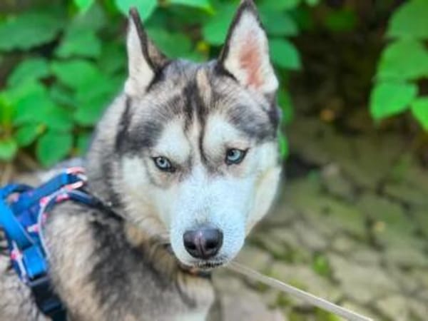 Husky-Bub JURi 😍 sucht seine Menschen