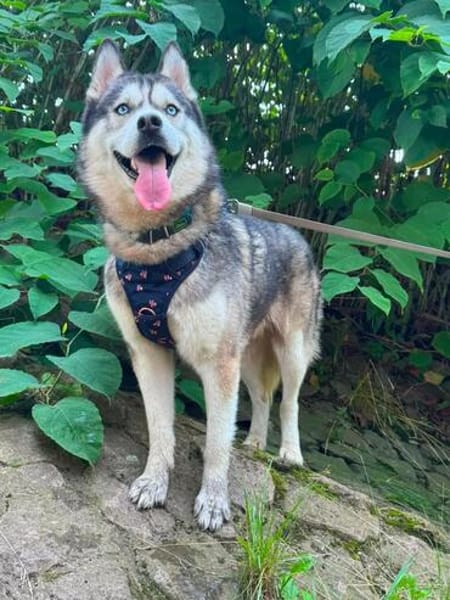Husky-Bub JURi 😍 sucht seine Menschen