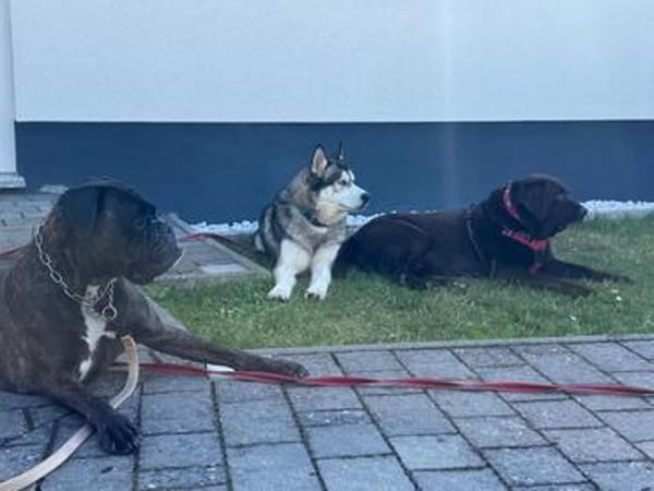 Husky-Bub JURi 😍 sucht seine Menschen