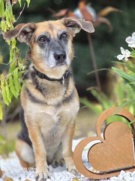 🐾 Viktoria  liebenswerte Hündin