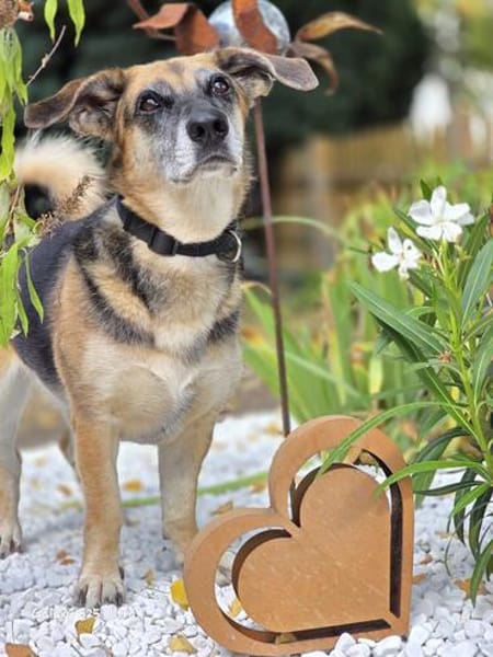 🐾 Viktoria  liebenswerte Hündin