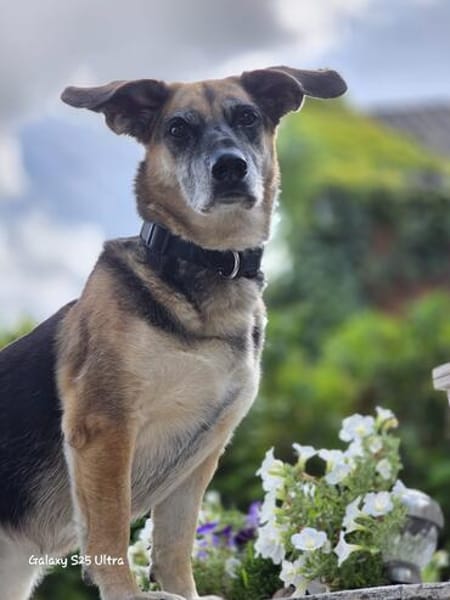 🐾 Viktoria  liebenswerte Hündin