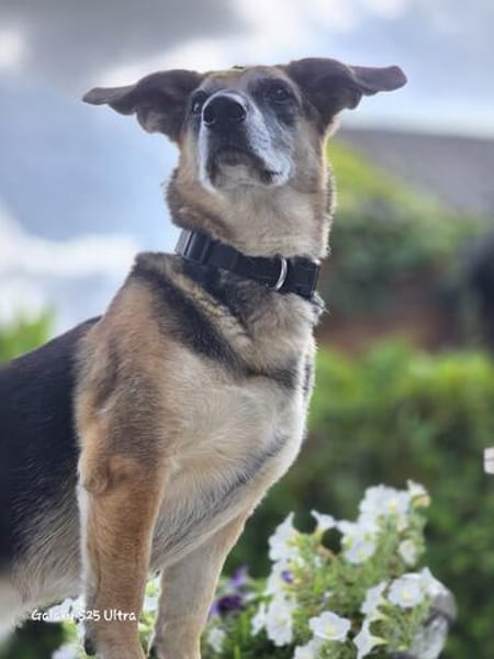 🐾 Viktoria  liebenswerte Hündin