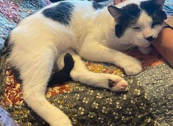 Hamlet sucht ein kuscheliges Körbchen