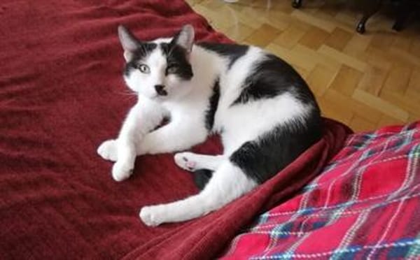 Hamlet sucht ein kuscheliges Körbchen