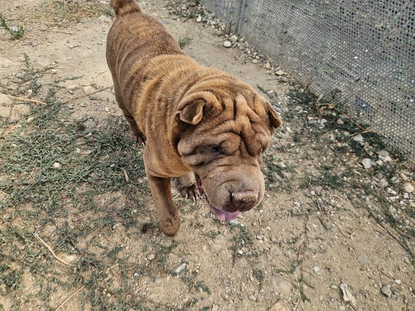 Nikita