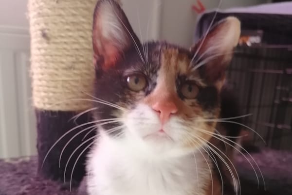 Aneth [Chaton]