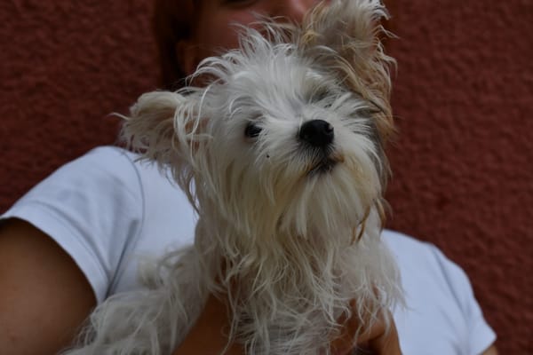 Jack (en cours d'adoption)