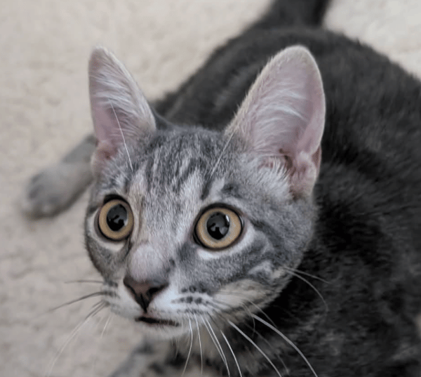 GRISOU