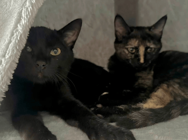 JASMIN ET MARGUERITE