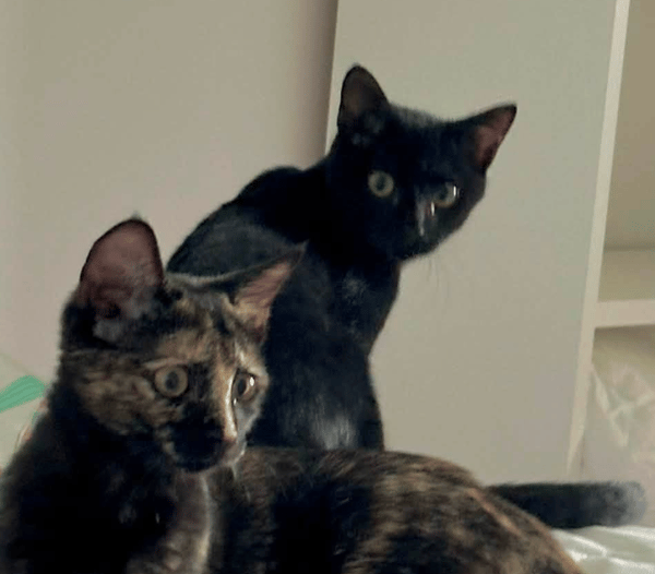 JASMIN ET MARGUERITE