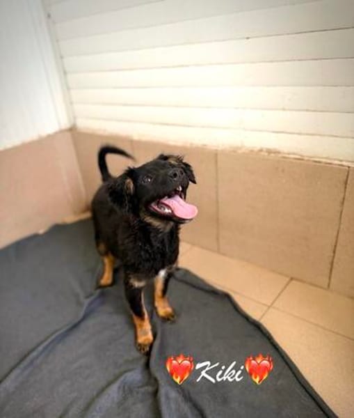 Kiki Kuschelkeks