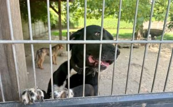 Mokka sucht ein neues Zuhause