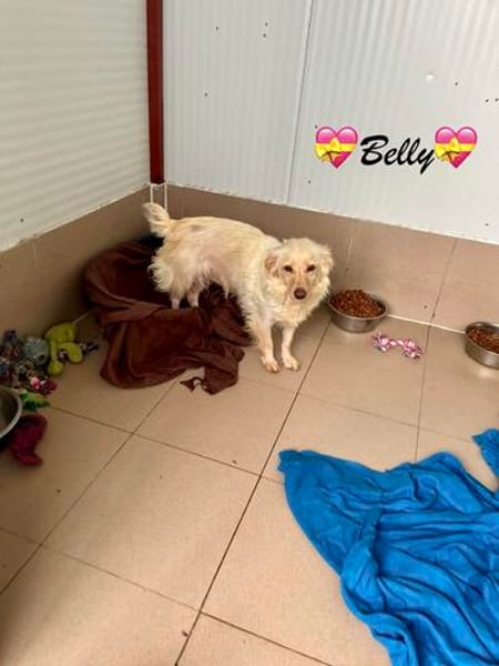 Sanfte Belly aus dem Kofferraum