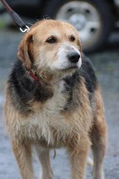 Bacey - perfekte Anfängerhündin