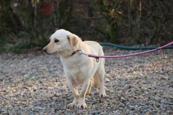 Camaro - freundlicher Familienhund