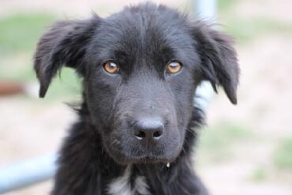 Negra - liebenswertes Hundemädchen