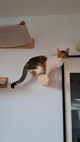 Belinda sucht Zuhause zum Ankommen