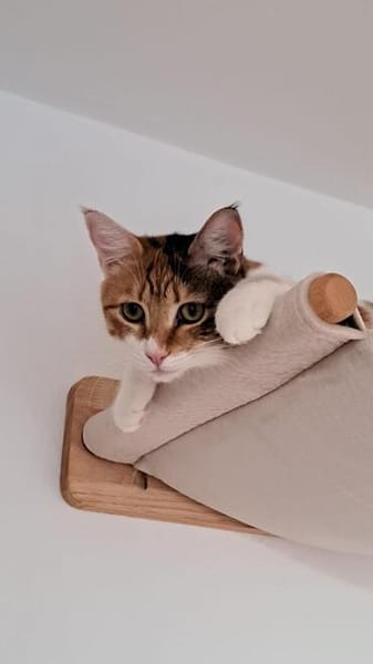 Belinda sucht Zuhause zum Ankommen