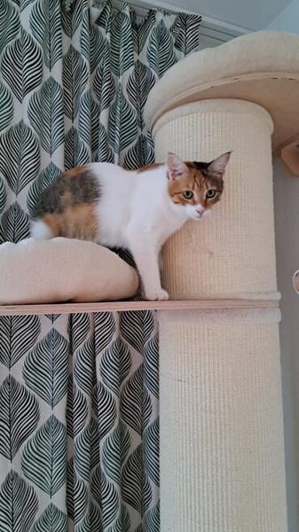 Belinda sucht Zuhause zum Ankommen