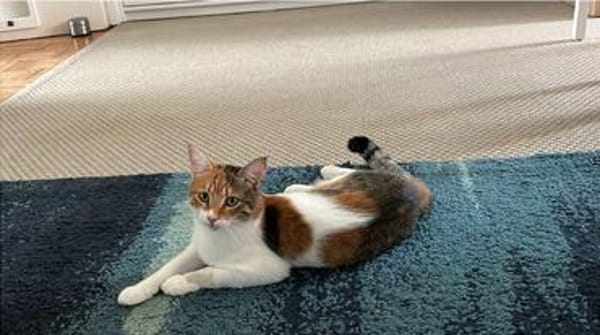 Belinda sucht Zuhause zum Ankommen