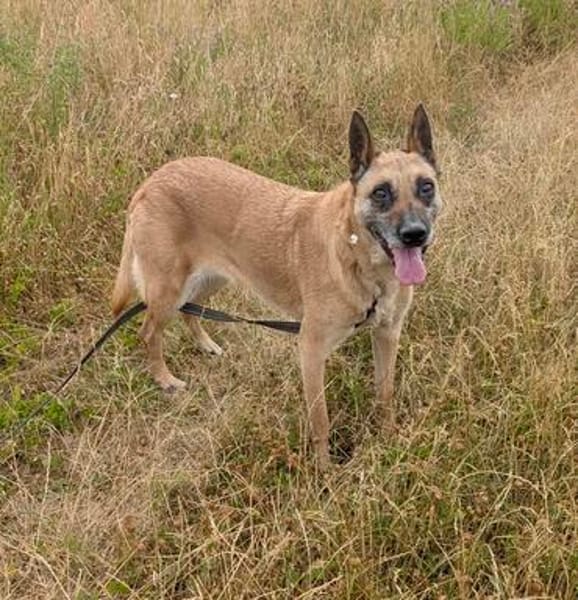RUBY in 91616 Neusitz sucht