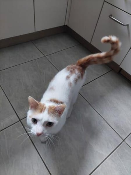 Kater Roko sucht endlich Forever Home
