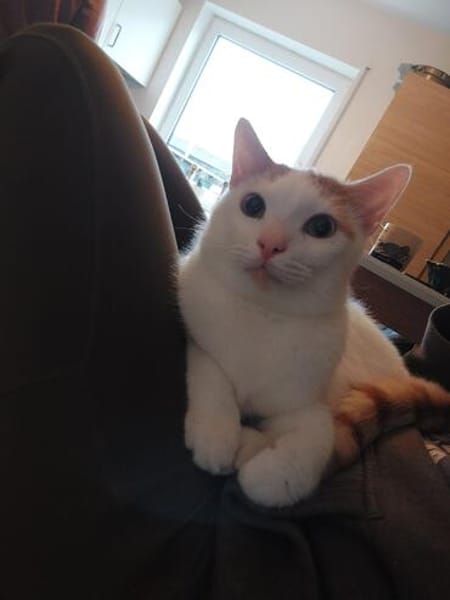 Kater Roko sucht endlich Forever Home