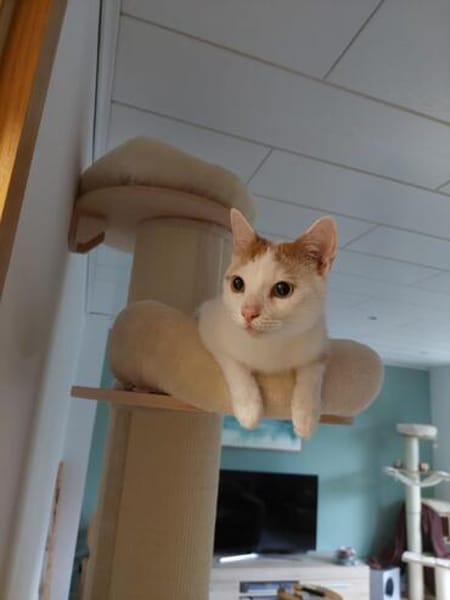 Kater Roko sucht endlich Forever Home