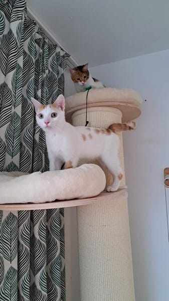 Kater Roko sucht endlich Forever Home