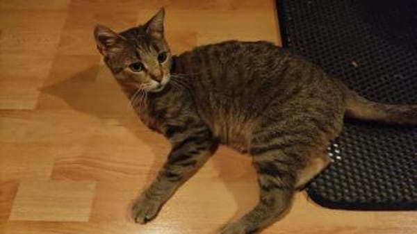 Katze Bella mit Handicap