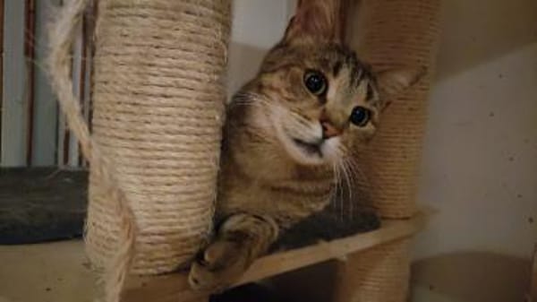 Katze Bella mit Handicap