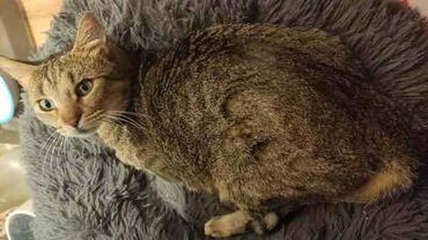Katze Bella mit Handicap
