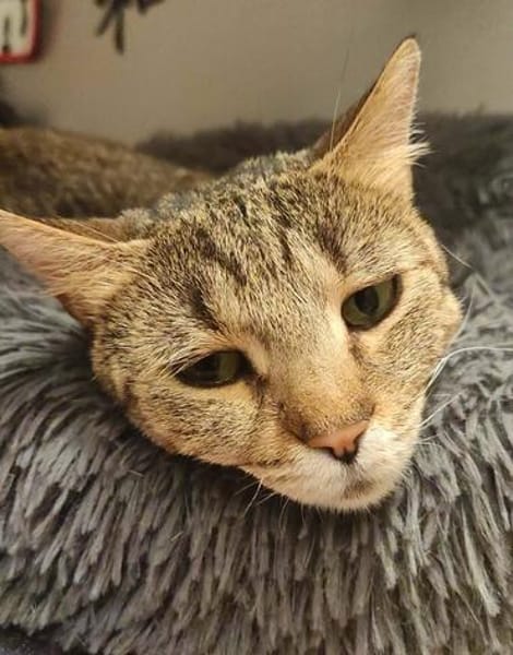 Katze Bella mit Handicap