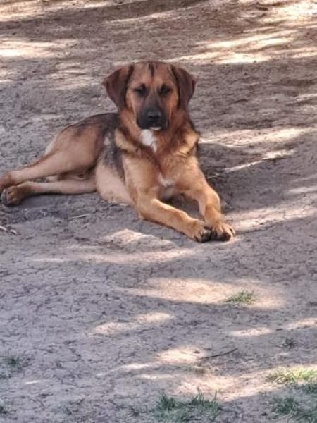 Fröhlicher SPEEDY sucht seine Menschen