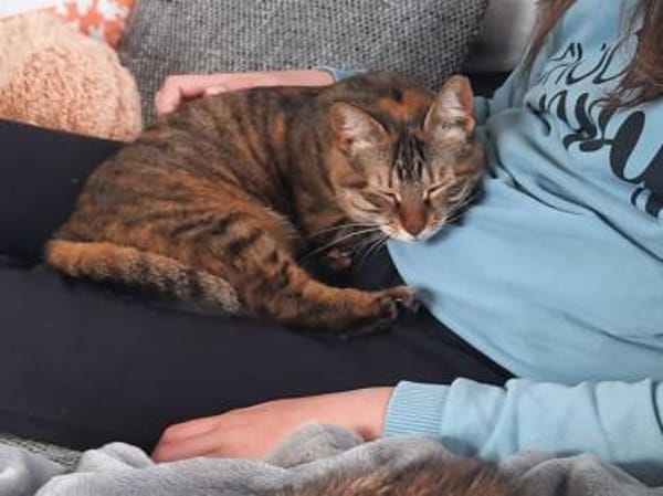 Nanetta sucht ihr Traumzuhause