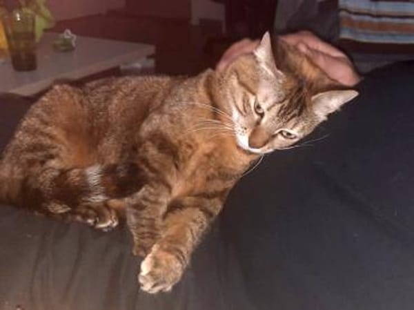 Nanetta sucht ihr Traumzuhause