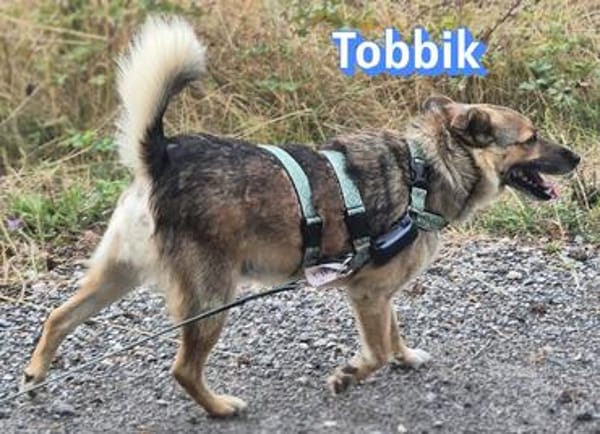 Vermittlungshilfe Toobik; Unternesselbach