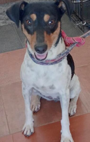 liebe Lena, ca. 45 cm hoch, mit Katzen verträglich