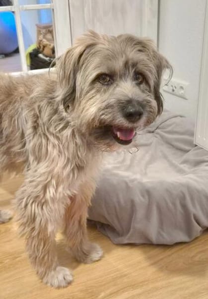 Momo - Traumzuhause gesucht