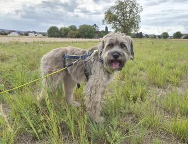 Momo - Traumzuhause gesucht