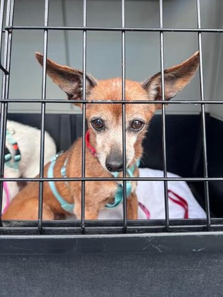 Tammi sucht eine Adoption auf dem Weg ins Glück