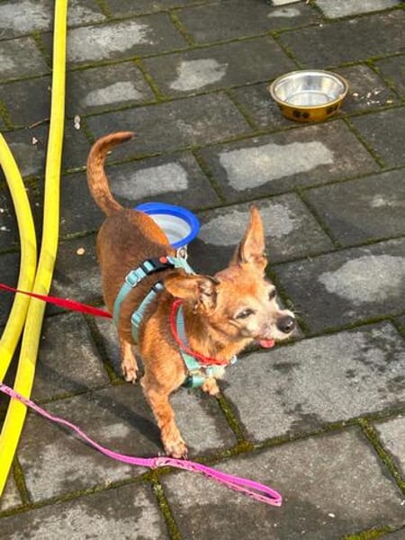 Tammi sucht eine Adoption auf dem Weg ins Glück