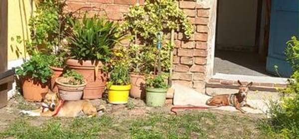 Tammi sucht eine Adoption auf dem Weg ins Glück