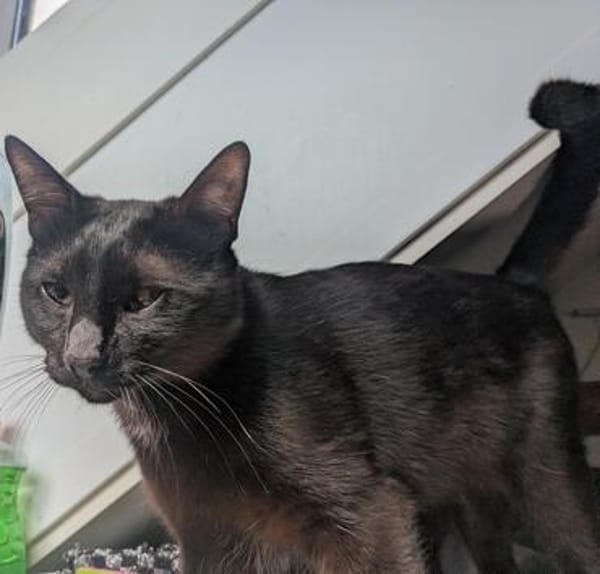 Kater Sid Handicap